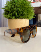 Tortoiseshell sunglasses on a white surface with a potted plant in the background